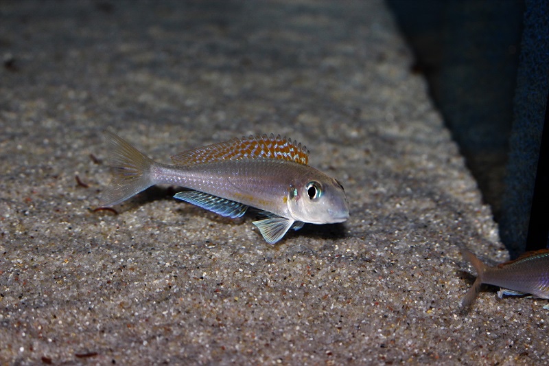 Xenotilapia flavipinnis 'Kagunga'